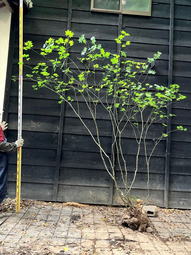 2 山採り　ヒナウチワカエデ