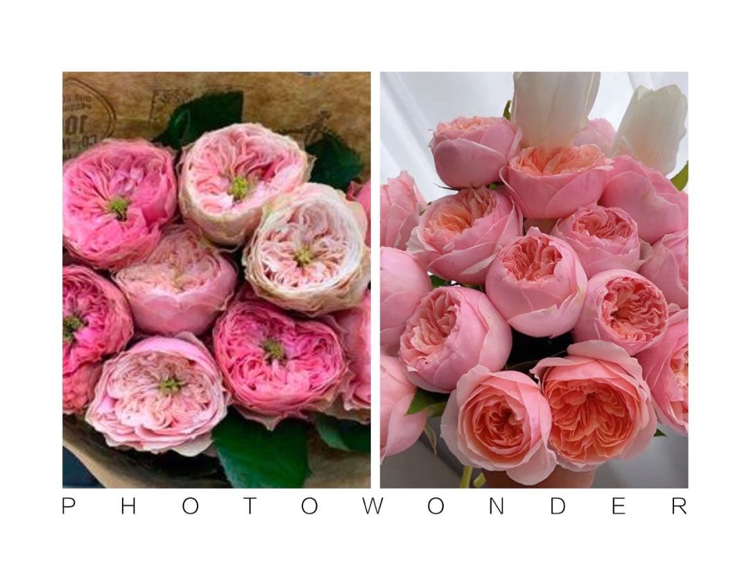 「Phạm Trinh」 切り花品種バラ苗　 レアバラ　4点