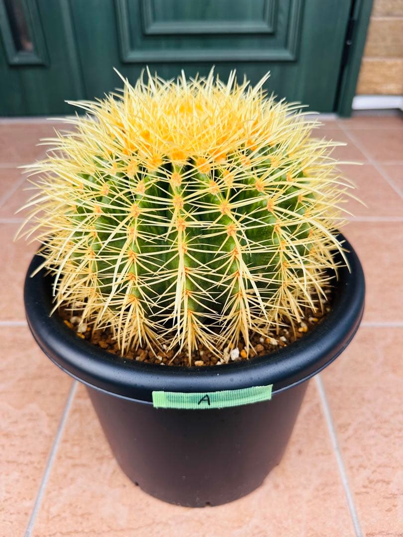 サボテン　金鯱【A】オレンジ色濃いめ　美株　ドライガーデン　ガーデニング