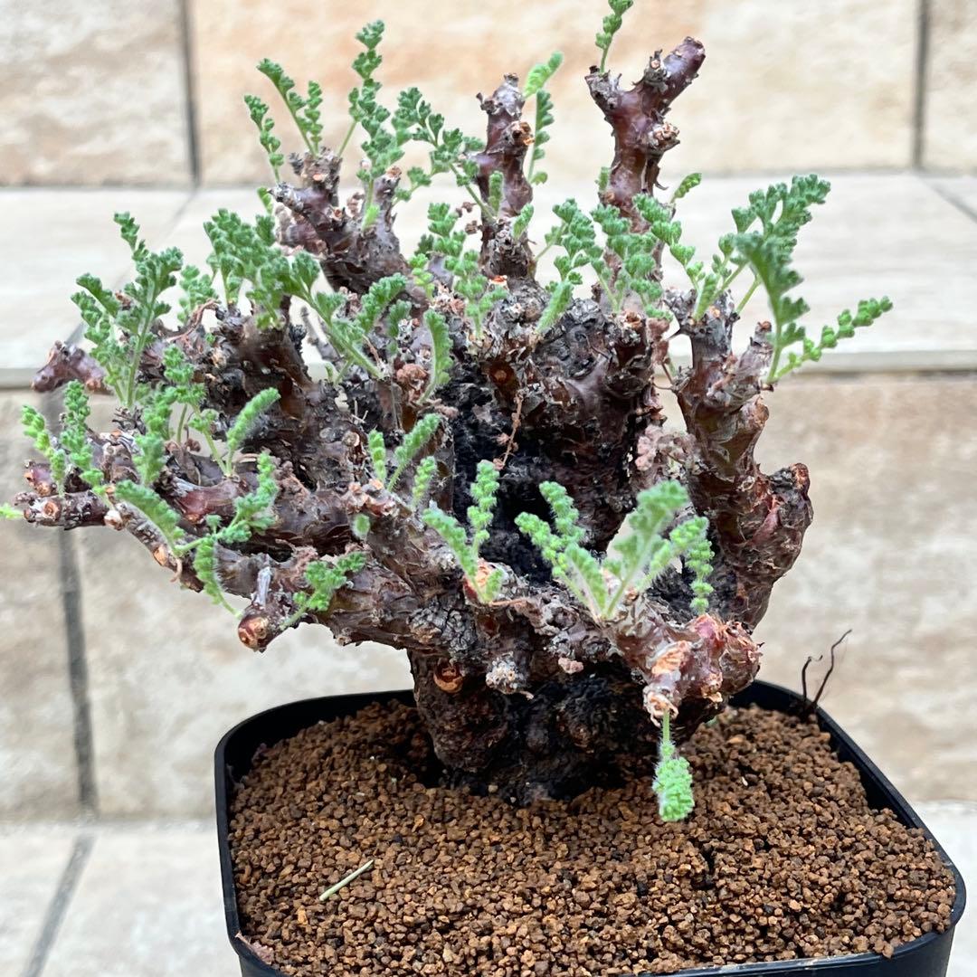 【セール】ペラルゴニウム　アルテルナンス　No.001　鉢、送料込　メルカリ便