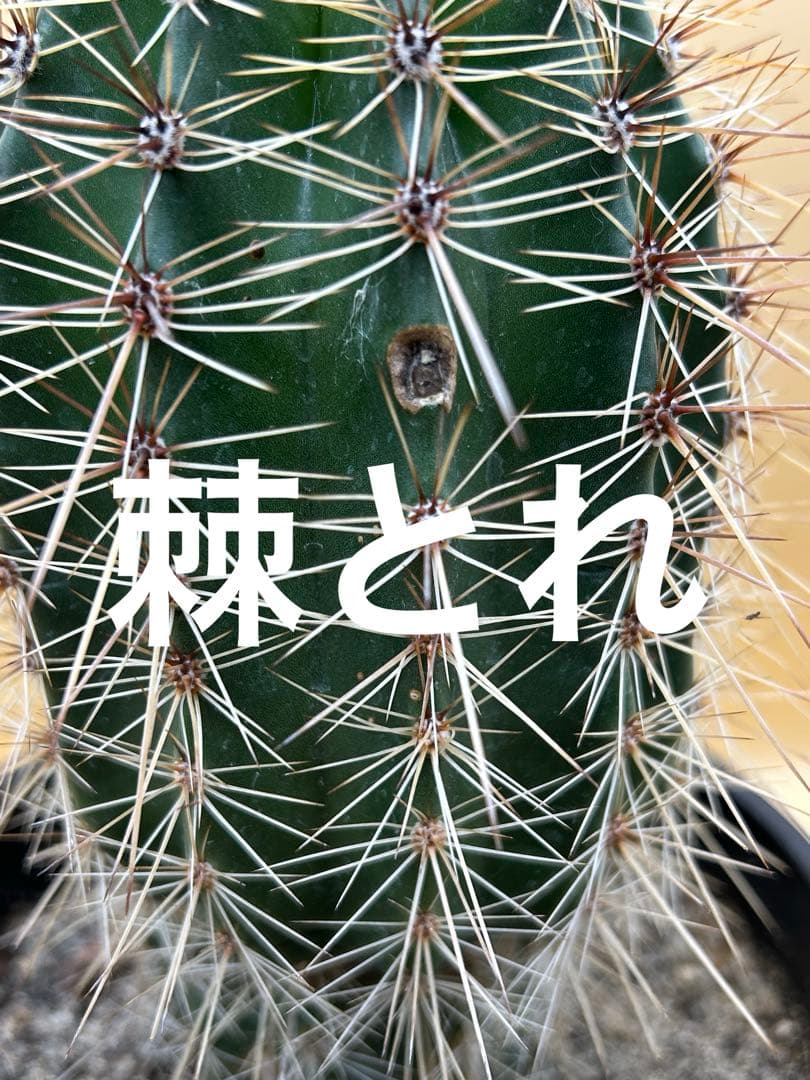 弁慶柱　5号鉢