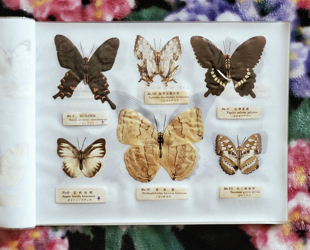 【1960年代当時物】☆蝶類標本☆『台湾産蝴蝶1/2』☆本物の蝶を100頭収録☆