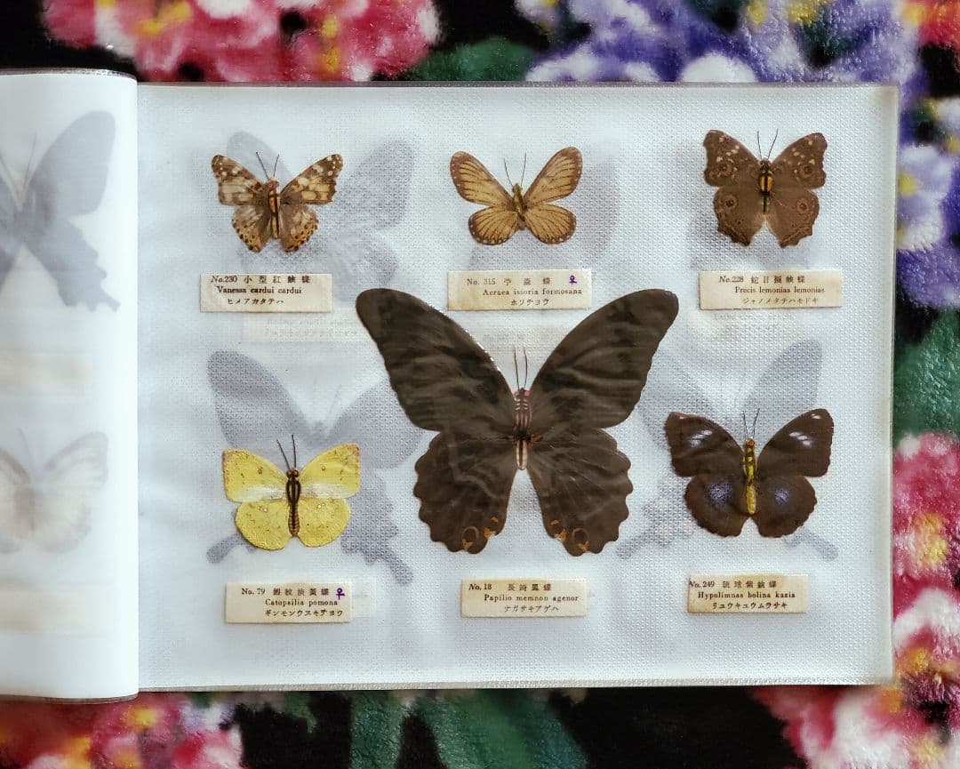 【1960年代当時物】☆蝶類標本☆『台湾産蝴蝶1/2』☆本物の蝶を100頭収録☆