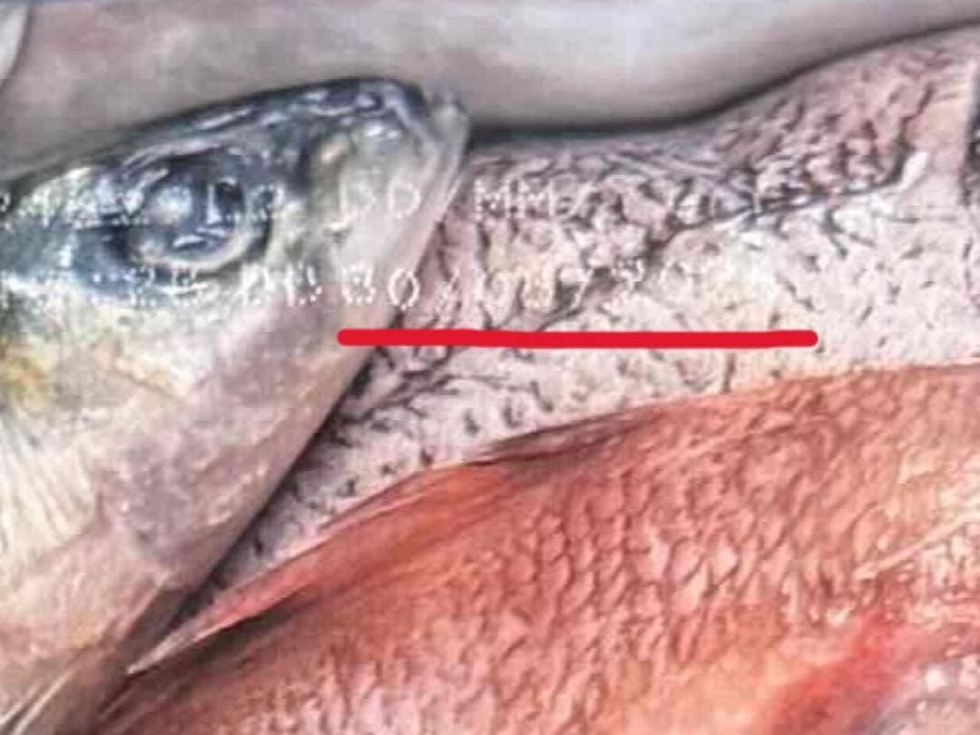 【値引きしました】Orijen Six Fish ドッグフード 6kg 2袋