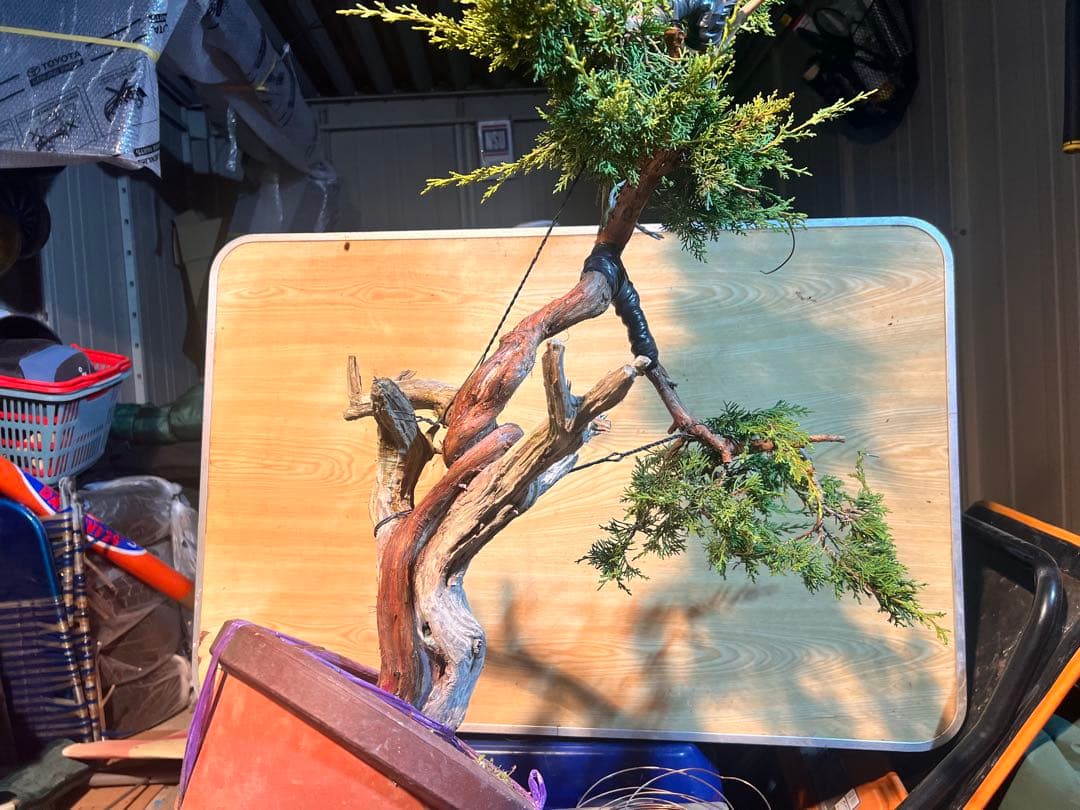 真柏　山採り？　ジンシャリ