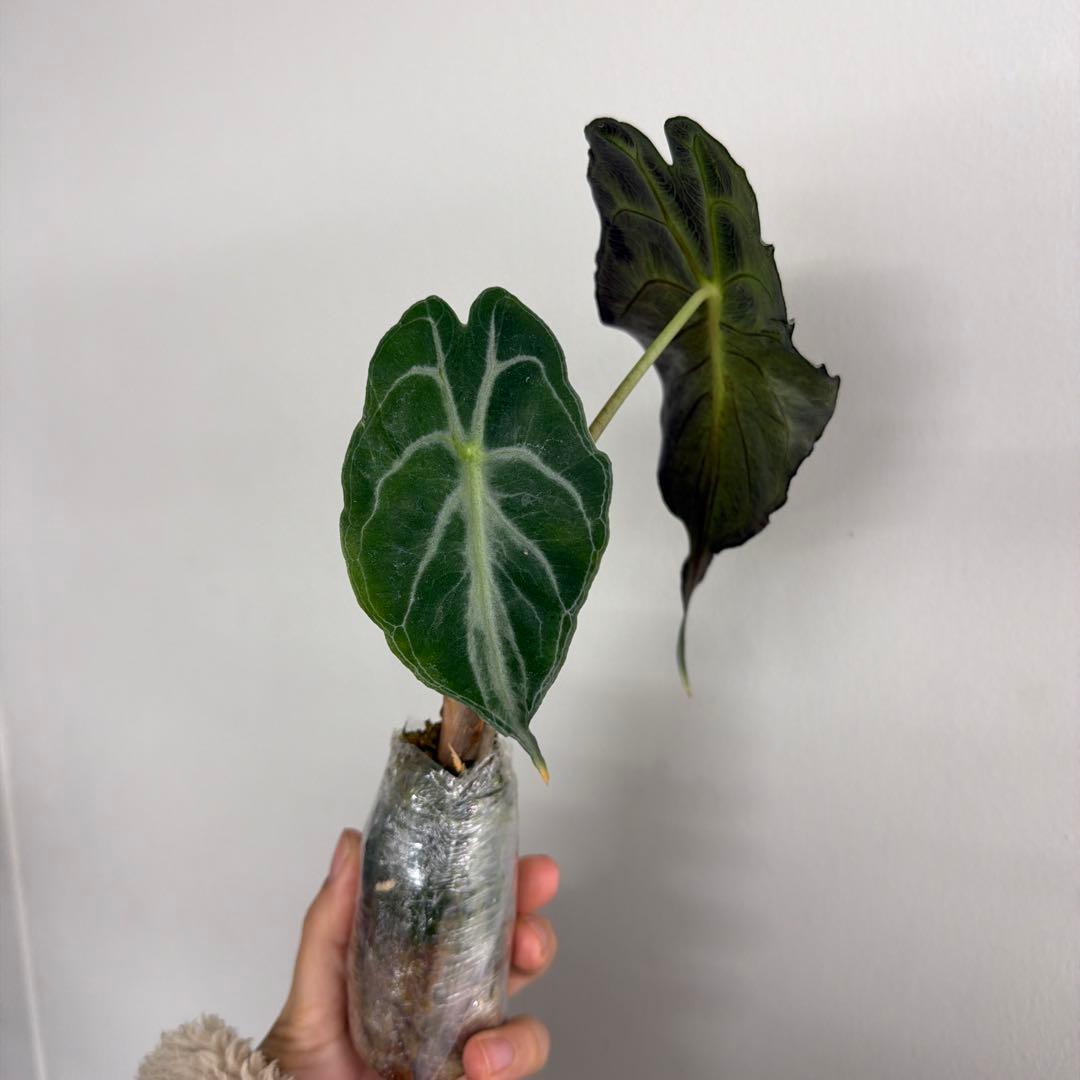 アロカシア ヴェノム Alocasia 'Venom' 管理番号m90
