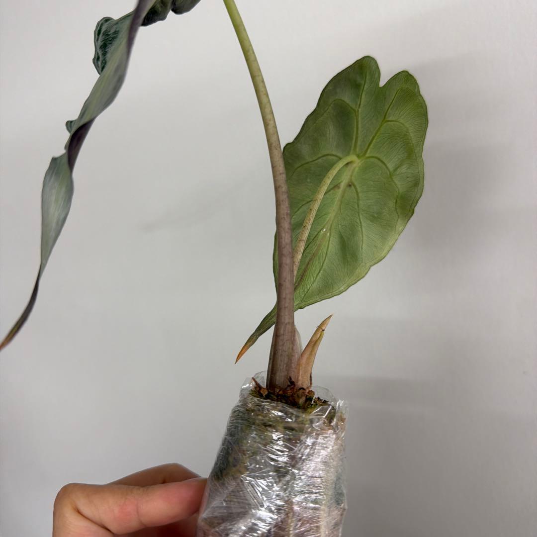 アロカシア ヴェノム Alocasia 'Venom' 管理番号m90