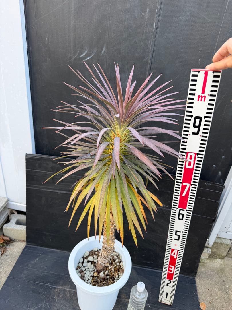 ユッカ デスメティアナ　約90cm 紫色と緑色の葉