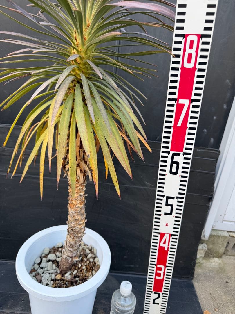 ユッカ デスメティアナ　約90cm 紫色と緑色の葉