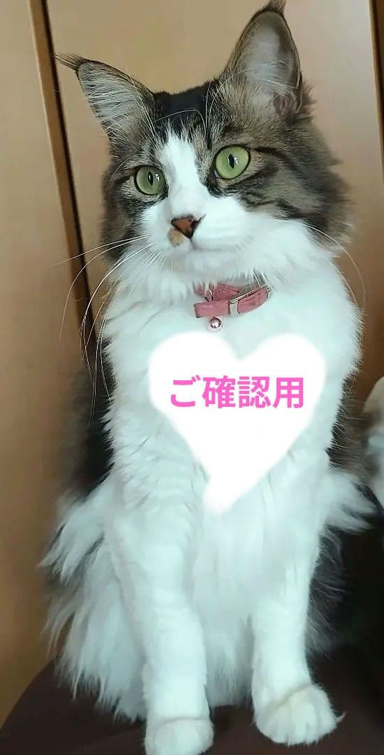 (*ΦωΦ*)ご確認用です