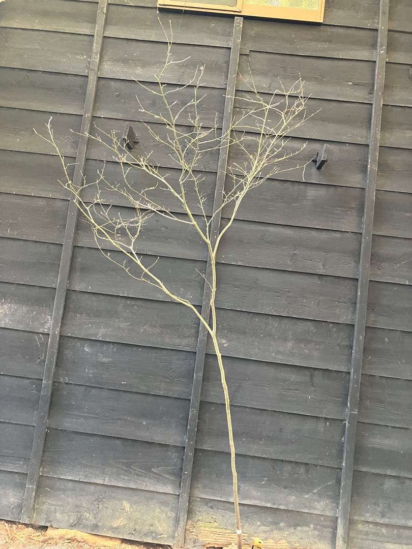 20 山採りイロハモミジ