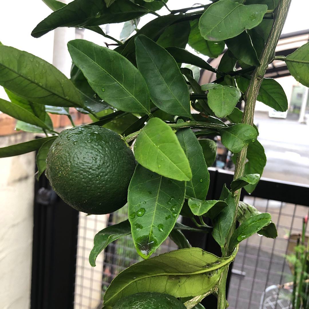 温州みかんの木　目隠し　植木　庭木　ガーデニング　蜜柑の木　果樹　☆早い者勝ち☆
