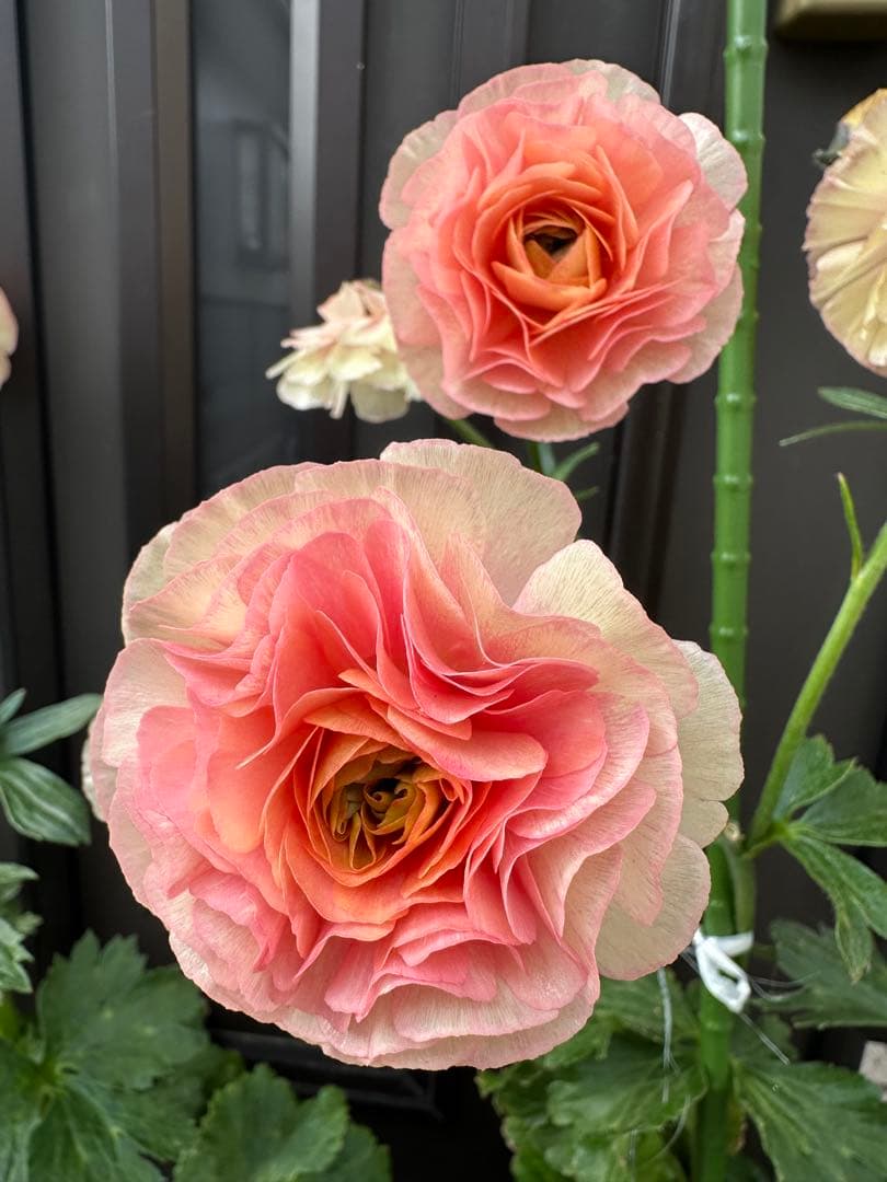 ラナンキュラス ラックス リーベラ 希少苗 タグ付き 7芽