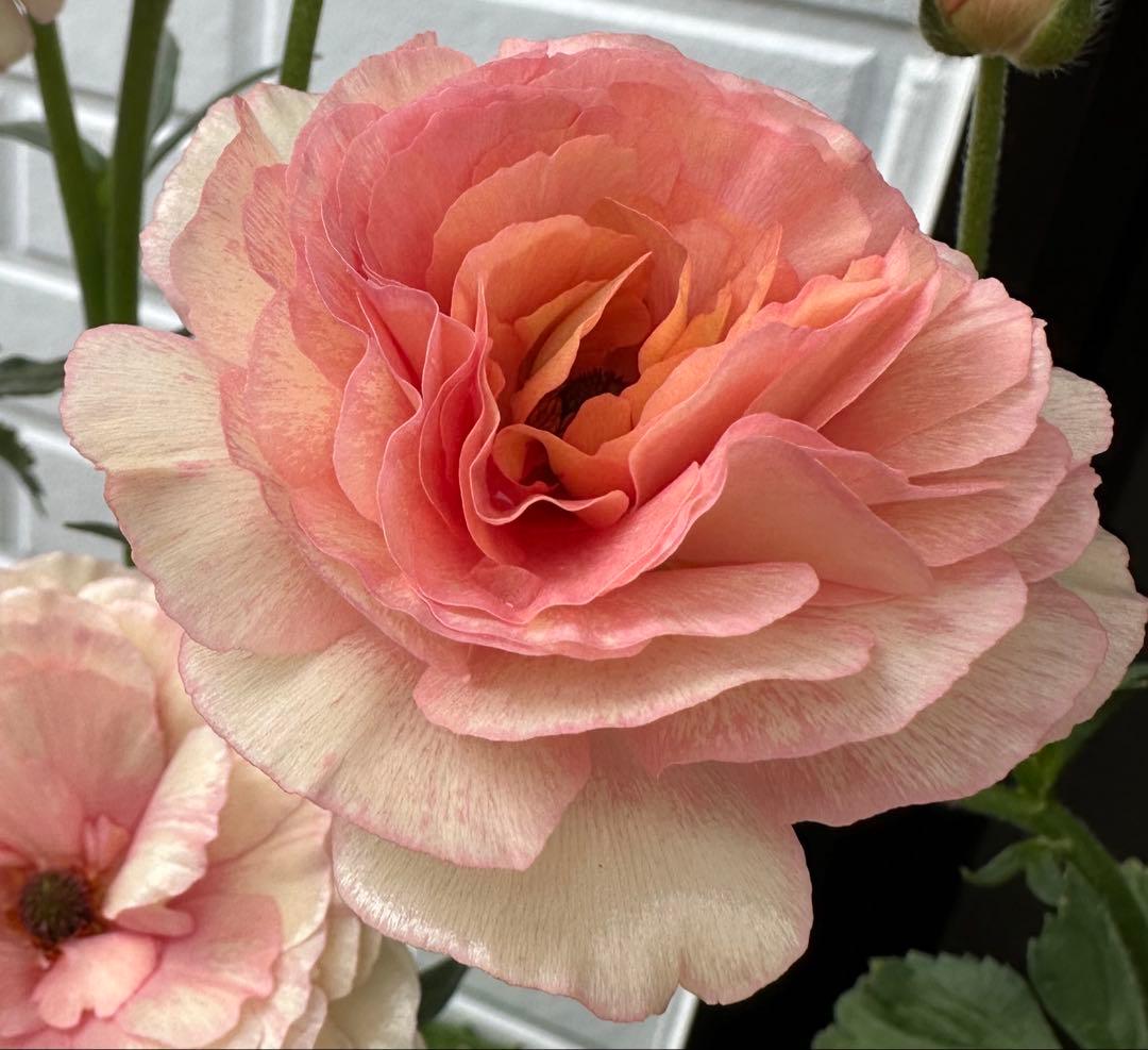 ラナンキュラス ラックス リーベラ 希少苗 タグ付き 7芽