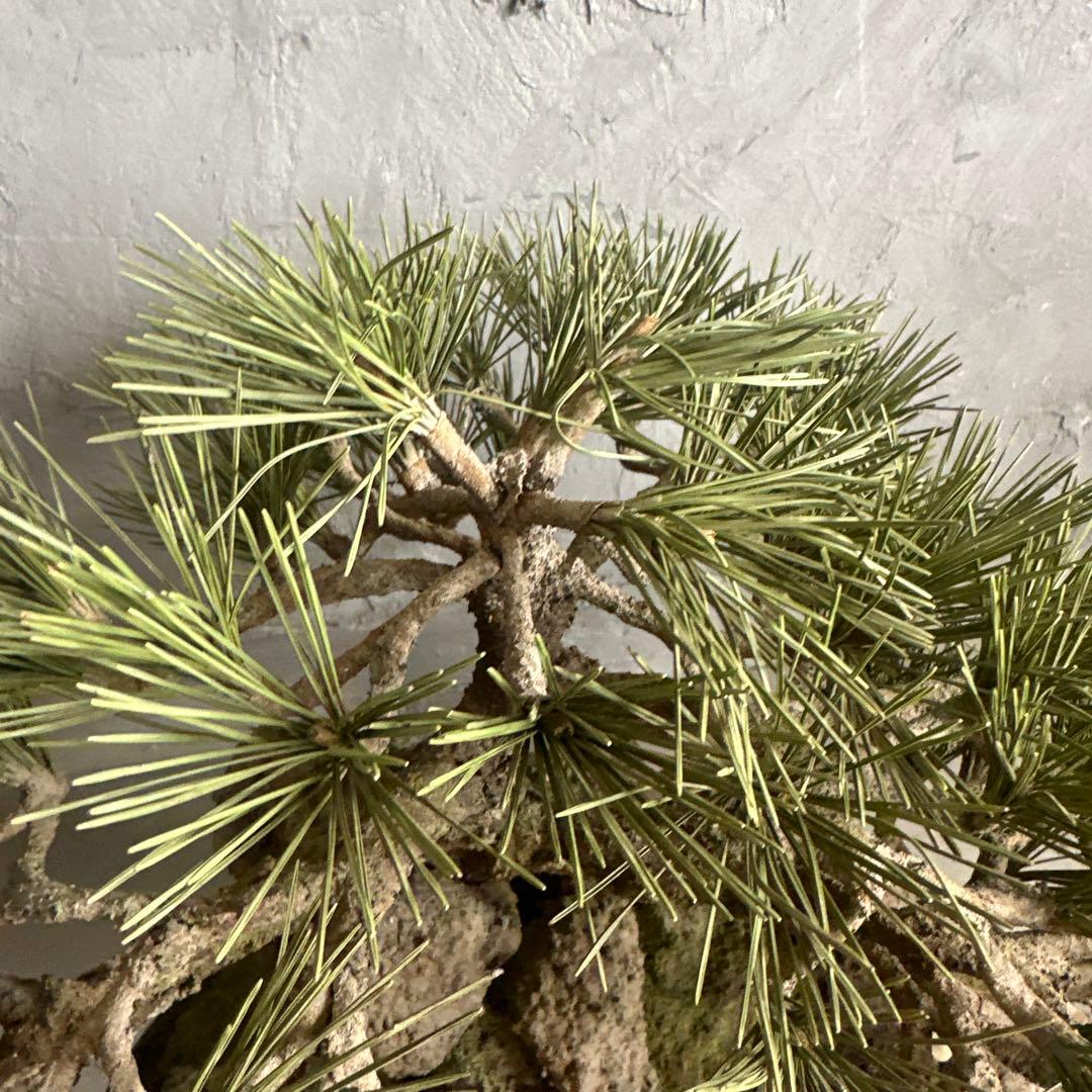 フェイク！中型盆栽 苔と土の植え込みの鉢