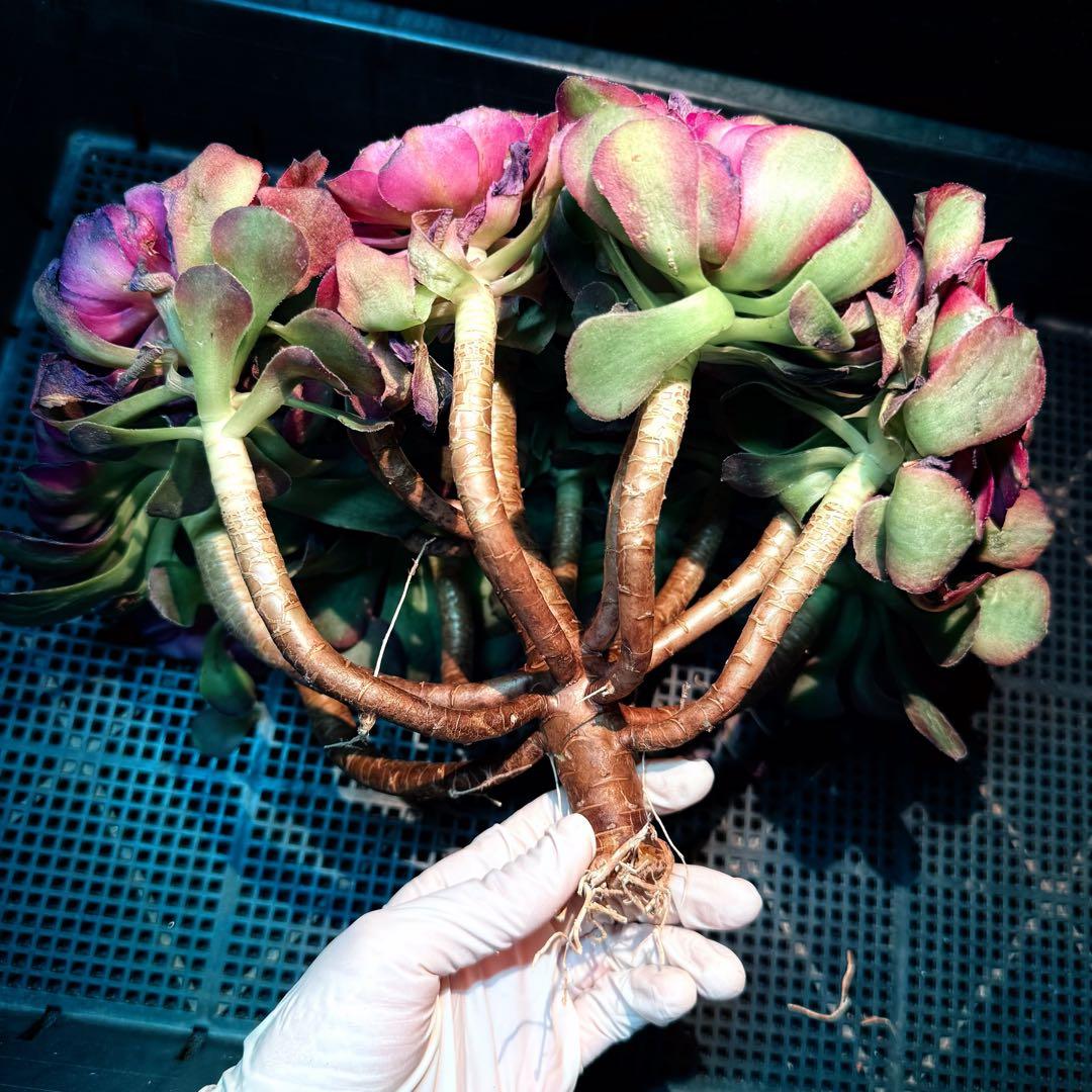新入荷　超レア新品種　アエオニウム　紅豆錦(ブーケ群生) 法師錦　超大品