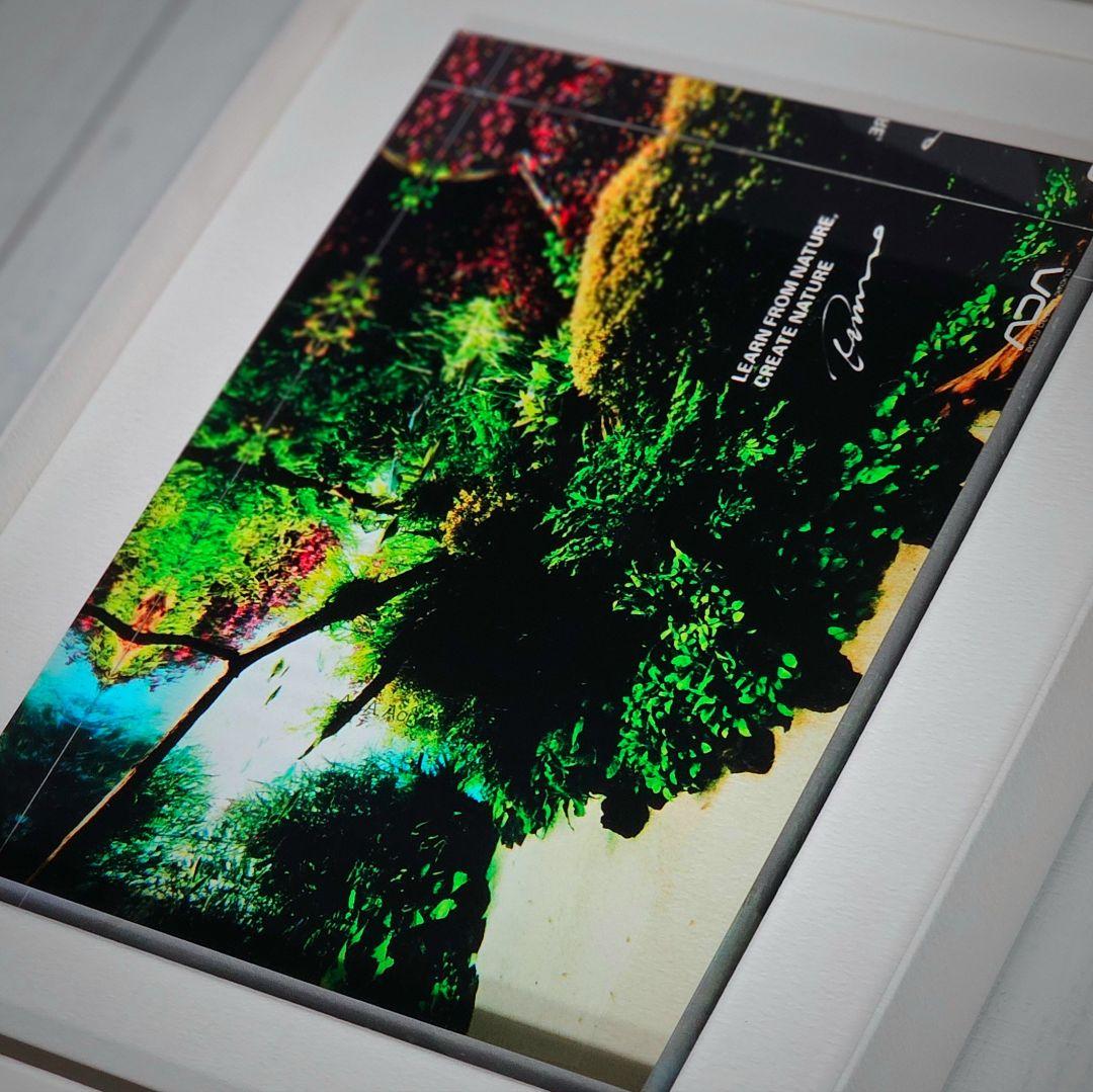 ADA アクリルフォト 水中の森 Forests Underwater 新品