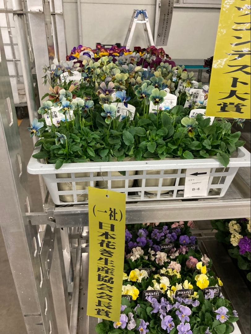 テ*イ様 すみれ図鑑　濃い青緑
