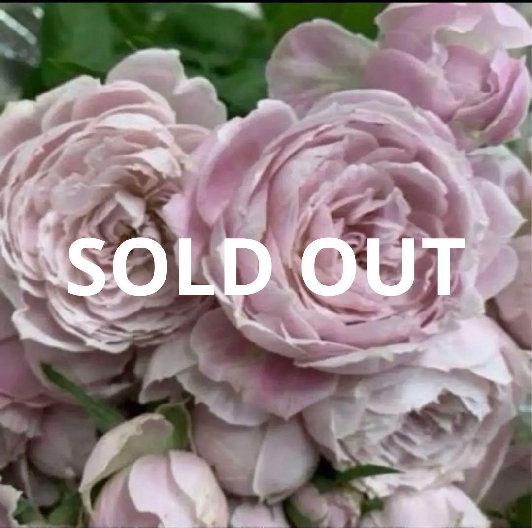 レア‼️ 切り花品種 薔薇