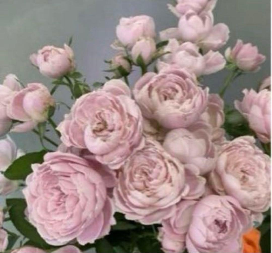 レア‼️ 切り花品種 薔薇