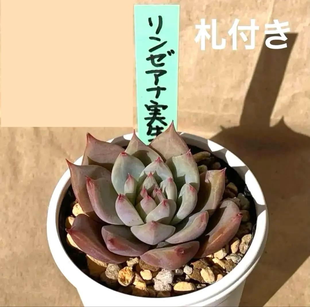 札付き おらいさん エケベリア リンゼアナ実生,抜き苗