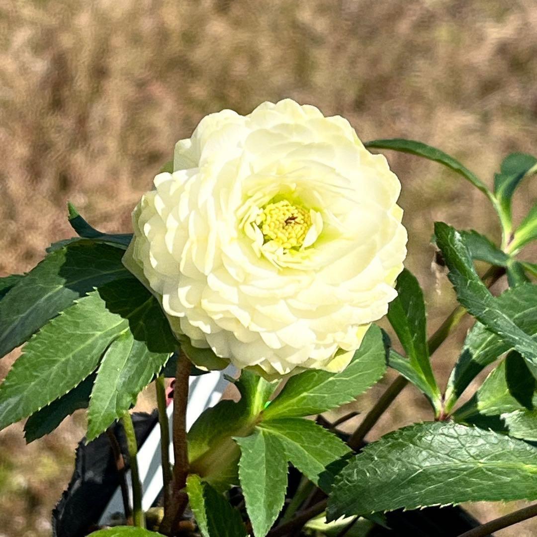 ま*️様 ☘️唯一無二☘️超レア☘️根充実❤️3239⭐️超スーパー多弁⭐️小輪