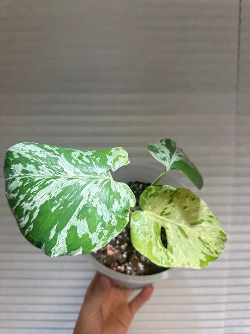 モンステラ　バルバソウル Monstera Bulbasaur