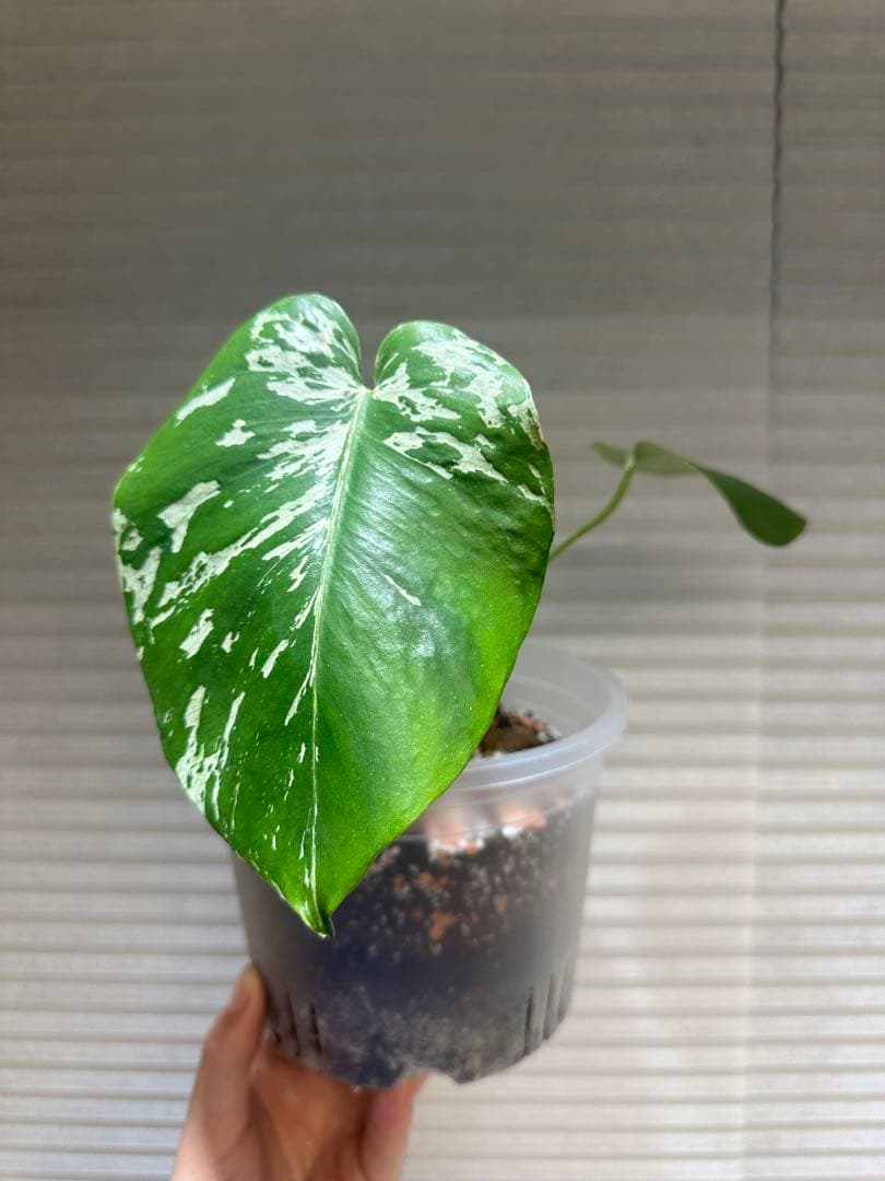 モンステラ　バルバソウル Monstera Bulbasaur