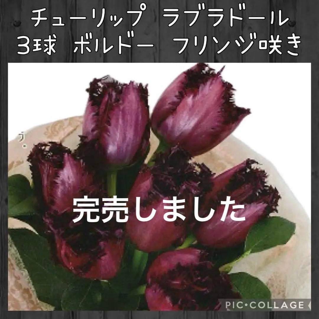 【球根】ラブラドール　3球　チューリップ　レア品種　ボルドー　フリンジ咲き