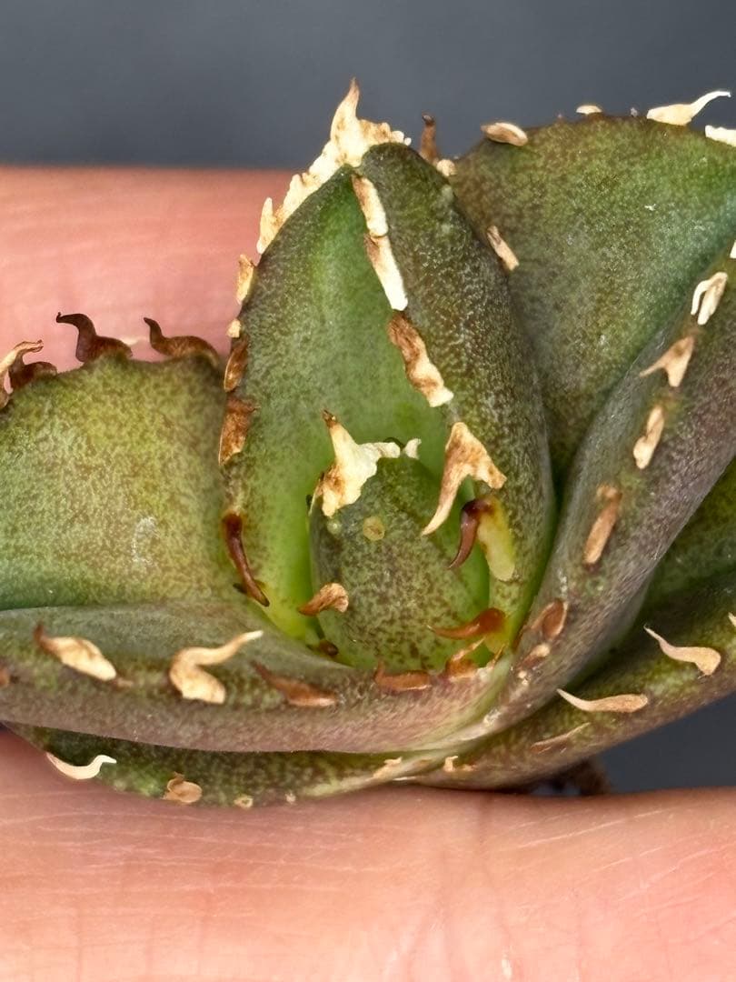 アガベ　オテロイ実生　ぶつぶつ実生と育苗箱ごと　イラン産シャーク種子