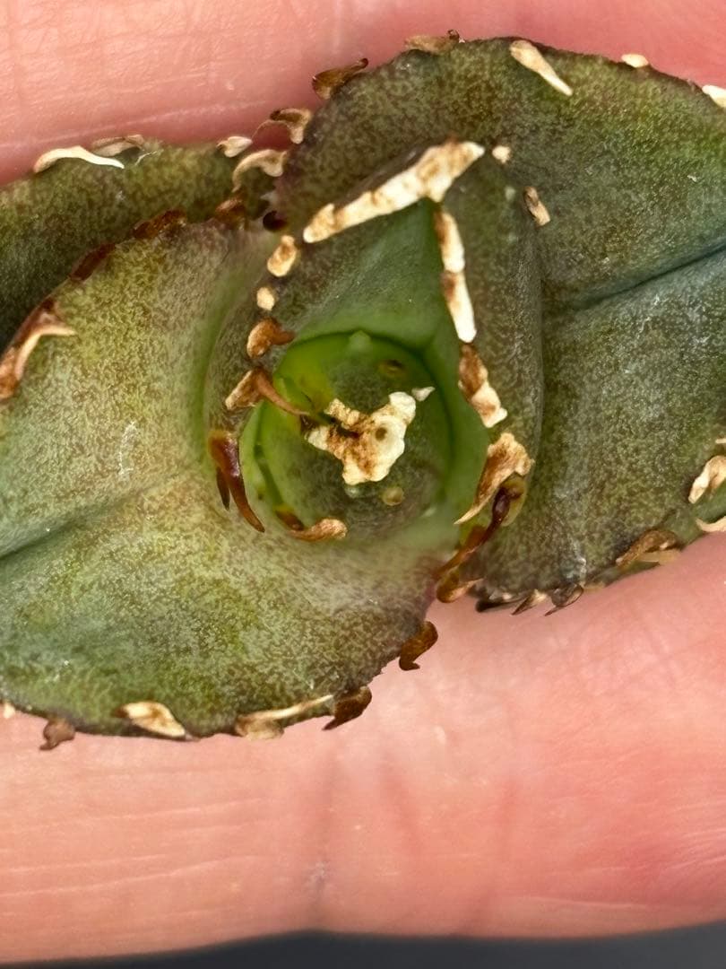 アガベ　オテロイ実生　ぶつぶつ実生と育苗箱ごと　イラン産シャーク種子