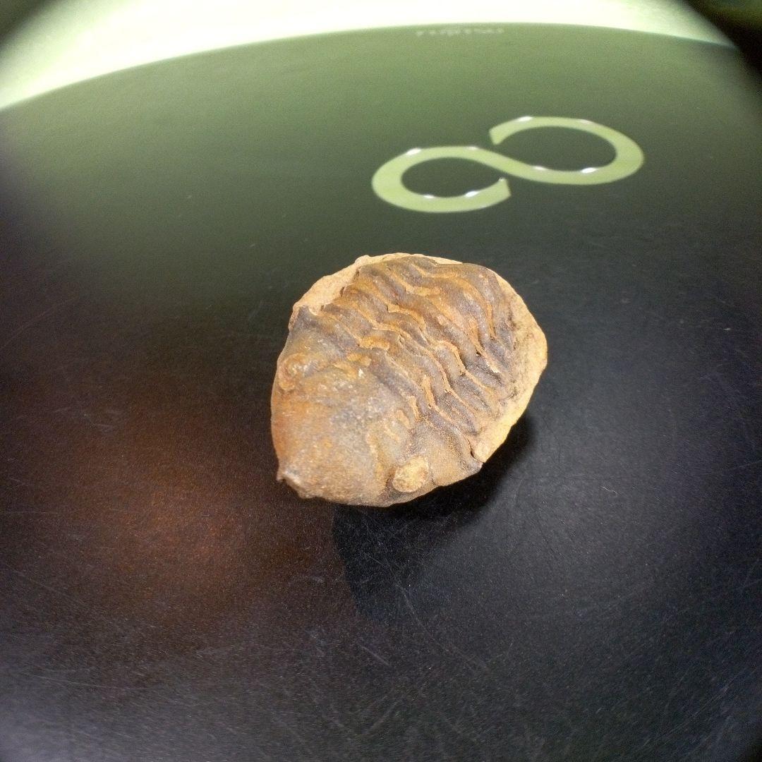 三葉虫　化石　fossil　海　ボリビア産　trilobite　海生動物種別⑦