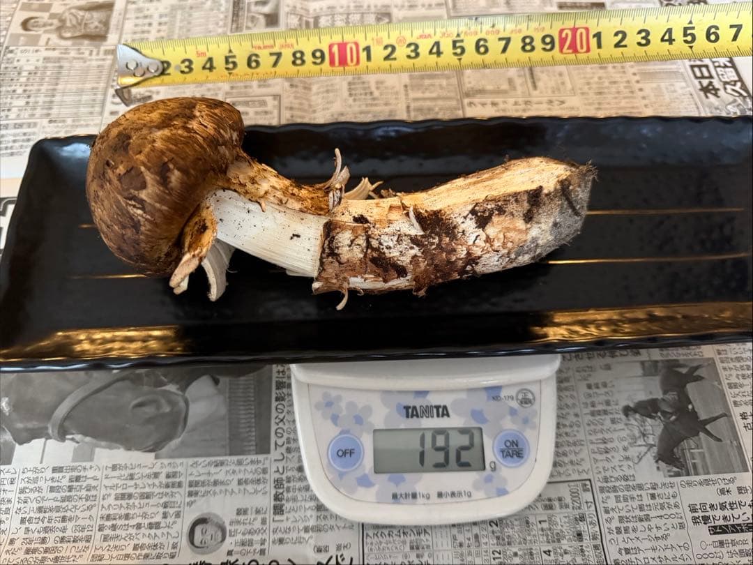 松茸　北海道　900g 訳あり　④