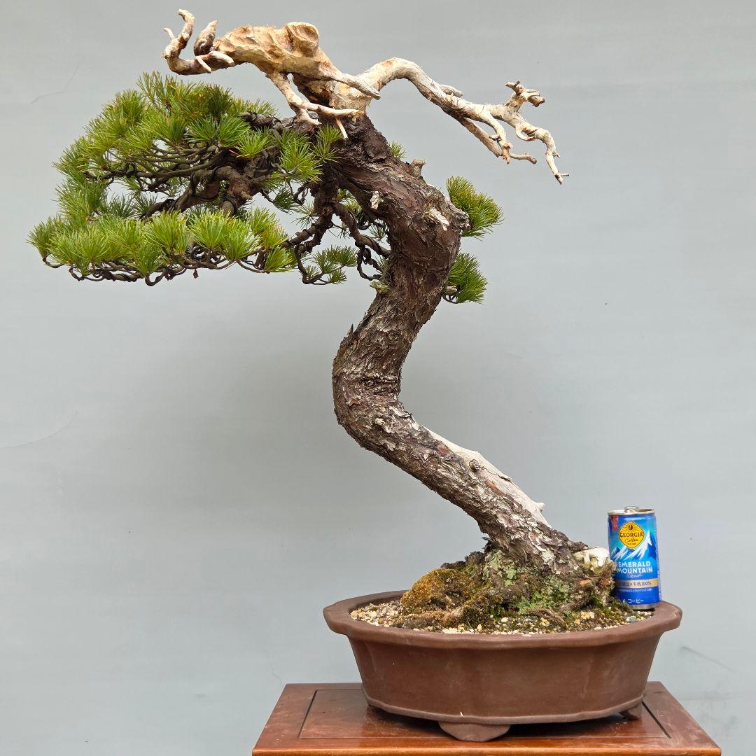 五葉松　[舎利幹斜幹木]　大品盆栽