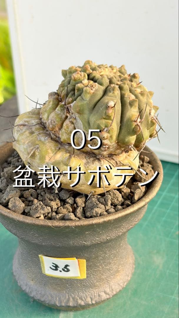 Youtubeショート商品登場　05 ギムノカリキウム　陶器鉢付　小品盆栽