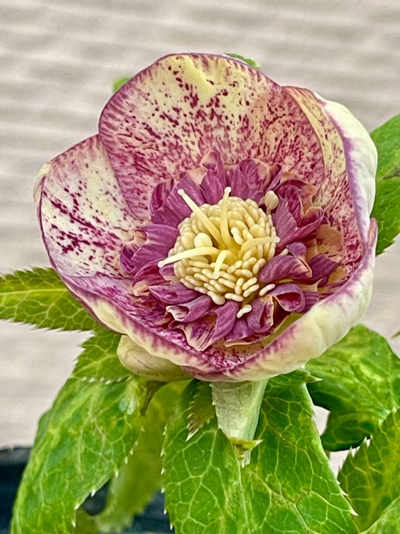 クリスマスローズ苗　⭐️157 sdホワイトブロッチ✖️ddエクリプスゴールドタイプ