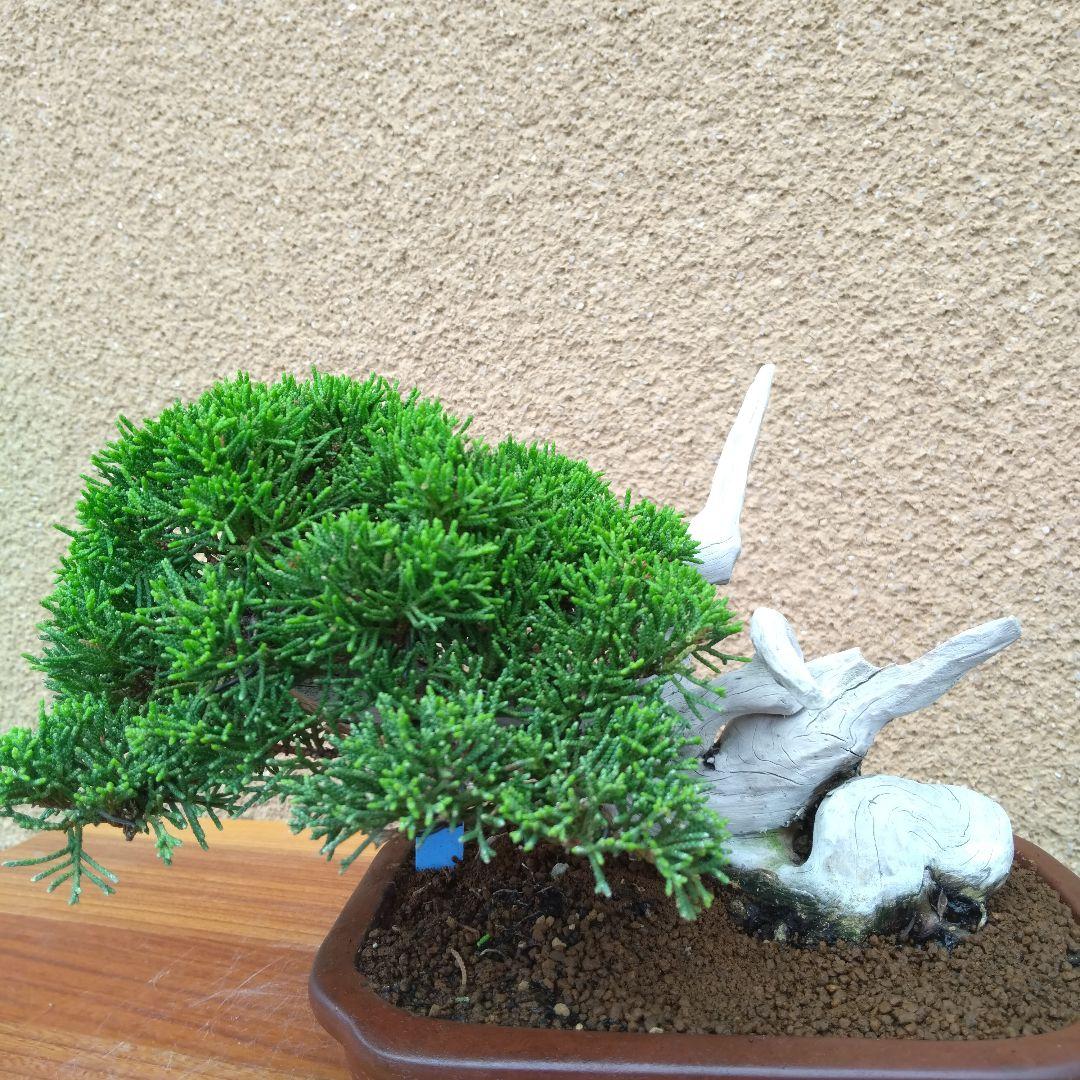 糸魚川真柏盆栽No.35