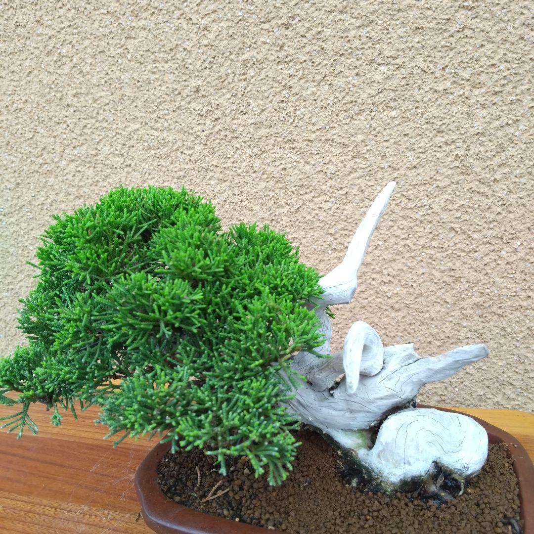 糸魚川真柏盆栽No.35