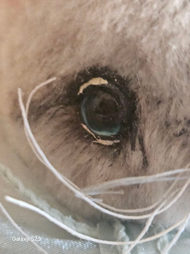 ひげ付きグレーュ猫、テディベア