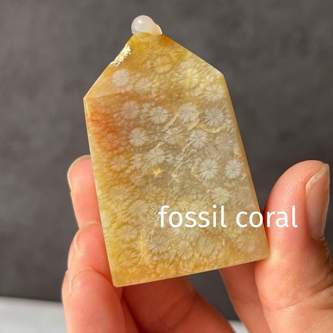 フォッシルコーラル ポイント