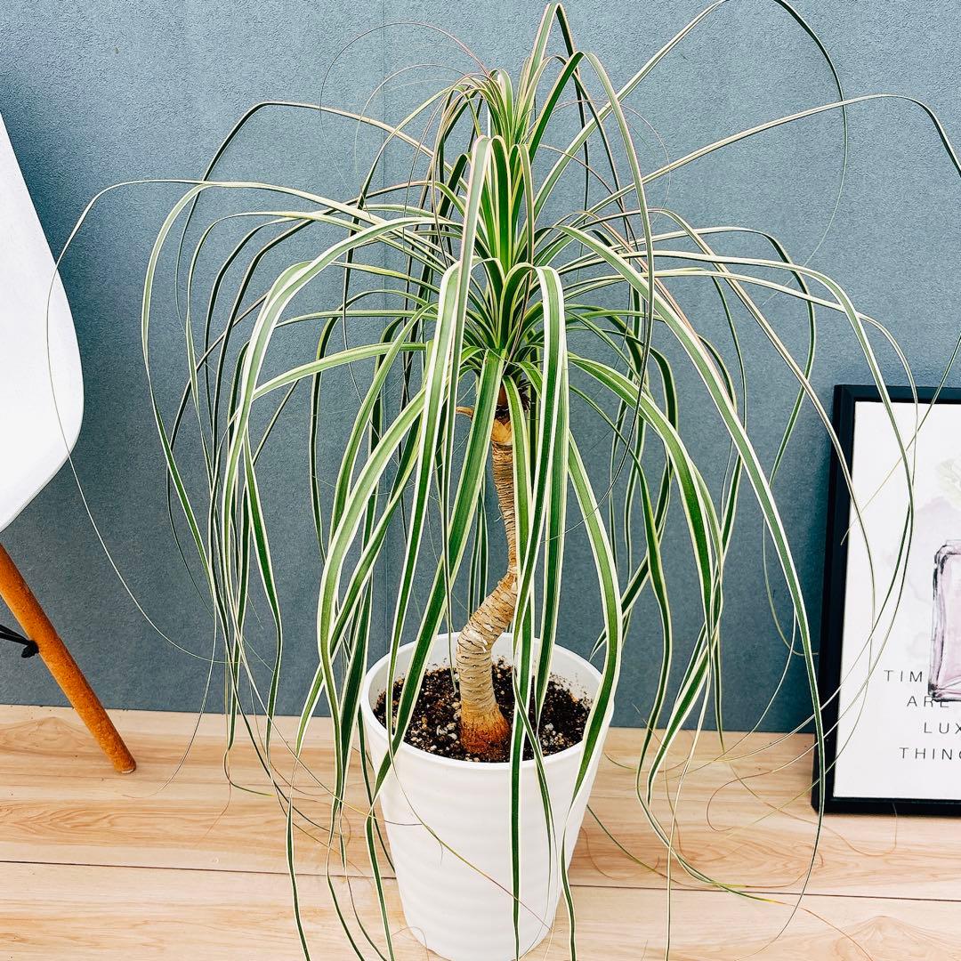 ［現品］【希少】ブコニア　レクルバータ　バリエガータ　7号　観葉植物　室内　レア