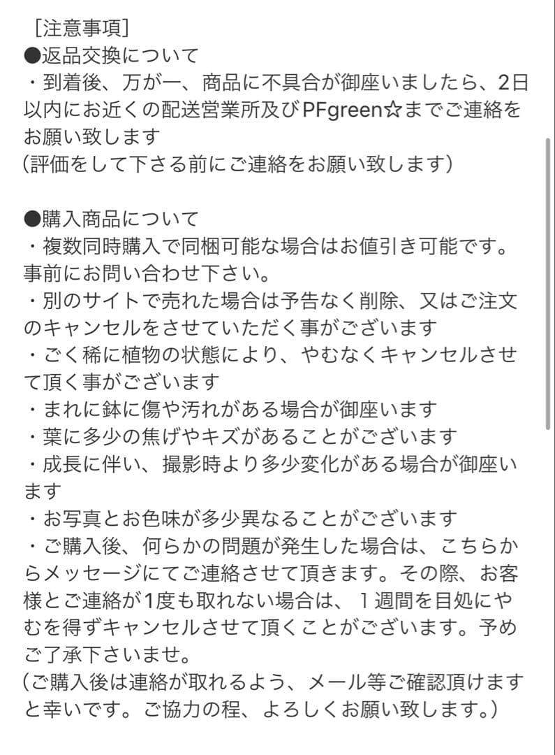 ［現品］【希少】ブコニア　レクルバータ　バリエガータ　7号　観葉植物　室内　レア