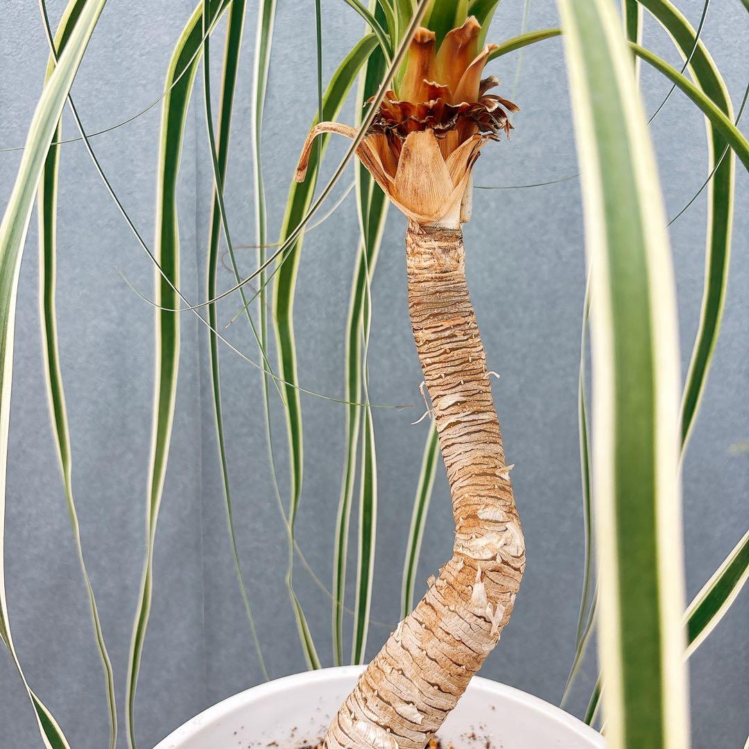 ［現品］【希少】ブコニア　レクルバータ　バリエガータ　7号　観葉植物　室内　レア