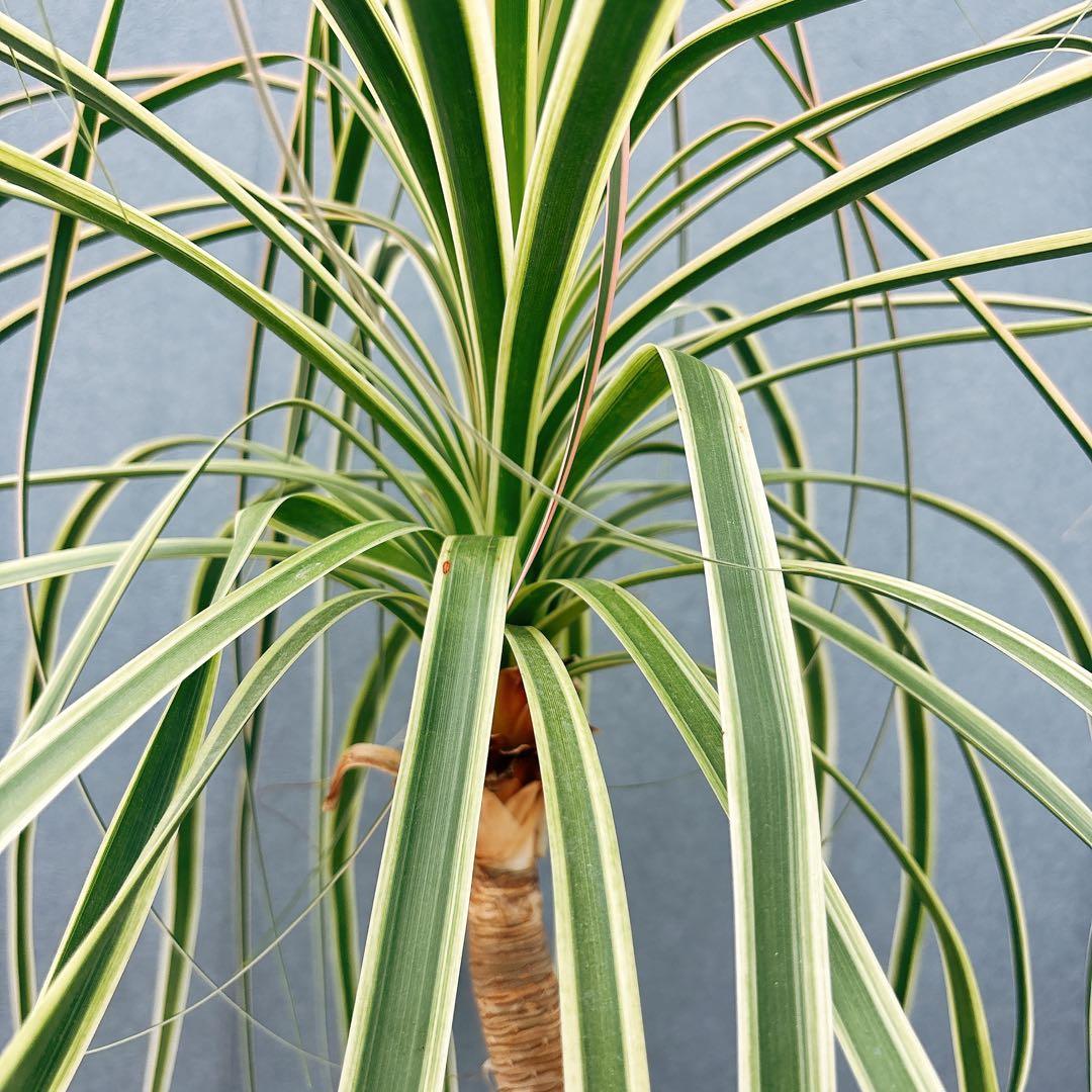 ［現品］【希少】ブコニア　レクルバータ　バリエガータ　7号　観葉植物　室内　レア