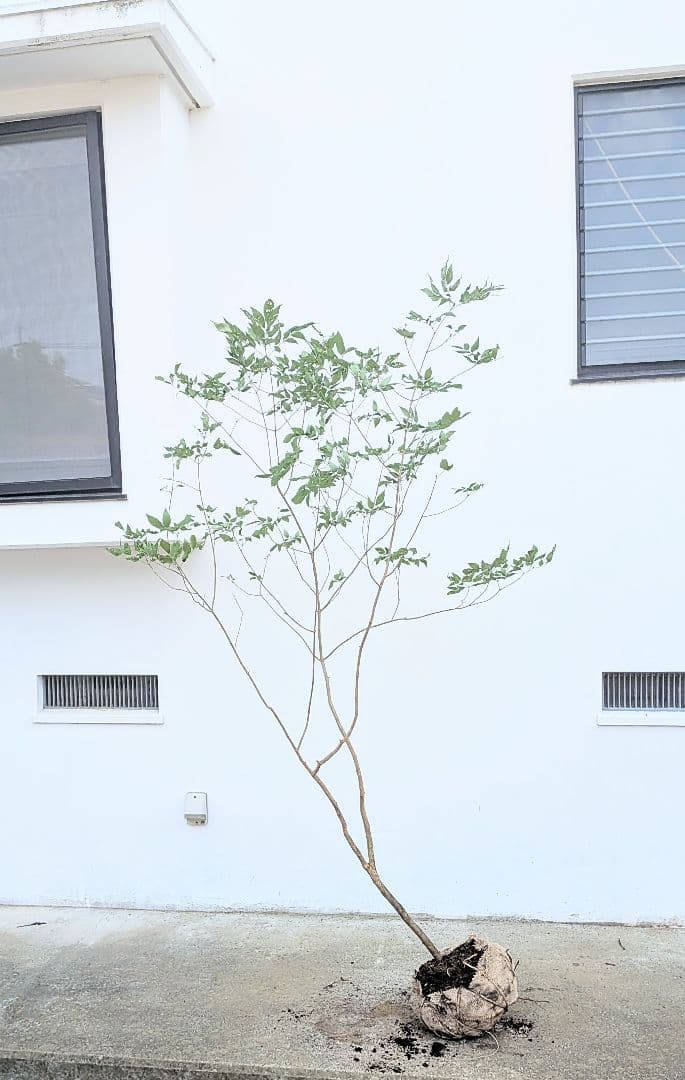 抜群。山採りアオダモ。