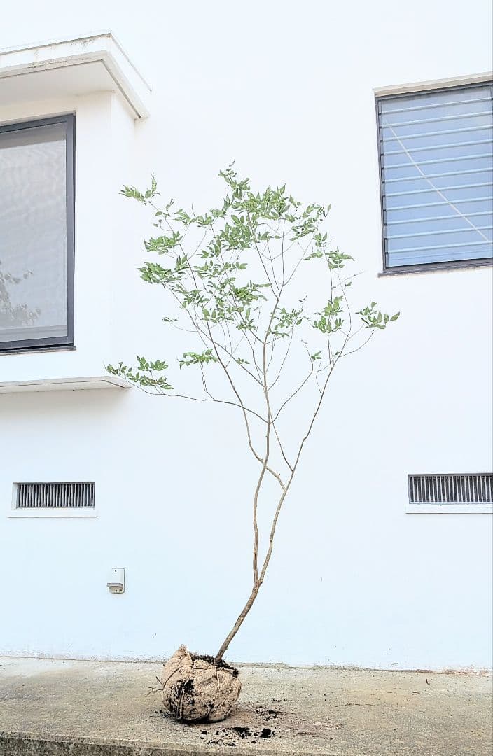 抜群。山採りアオダモ。