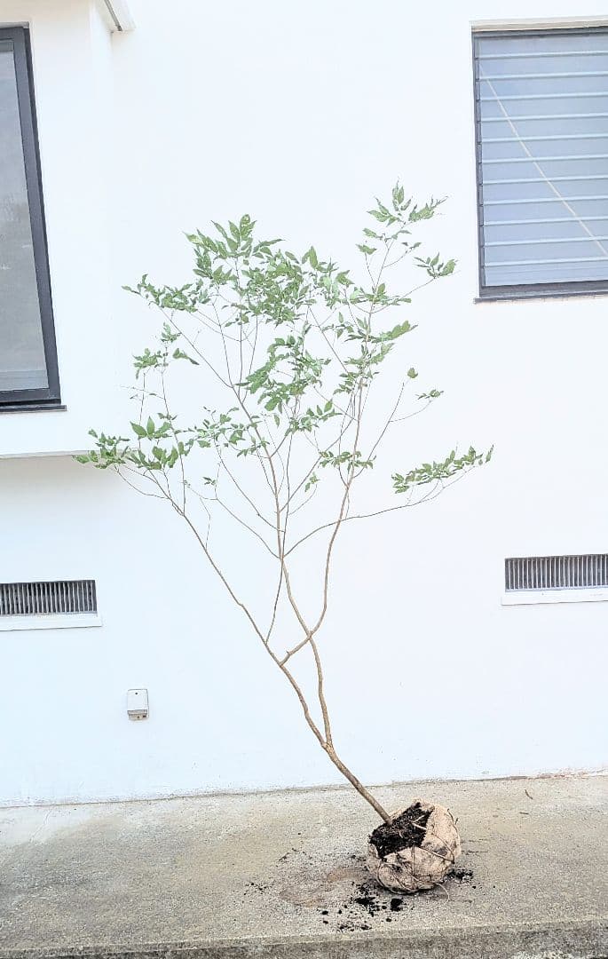 抜群。山採りアオダモ。