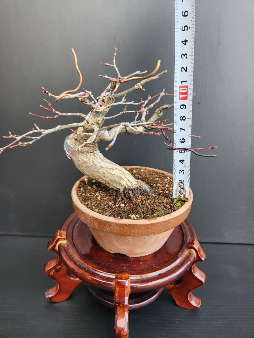 紅葉 もみじ 紅葉盆栽 もみじ盆栽 楓 カエデ