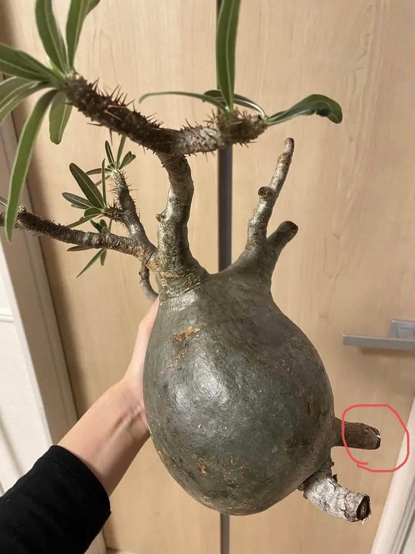 【赤鬼】