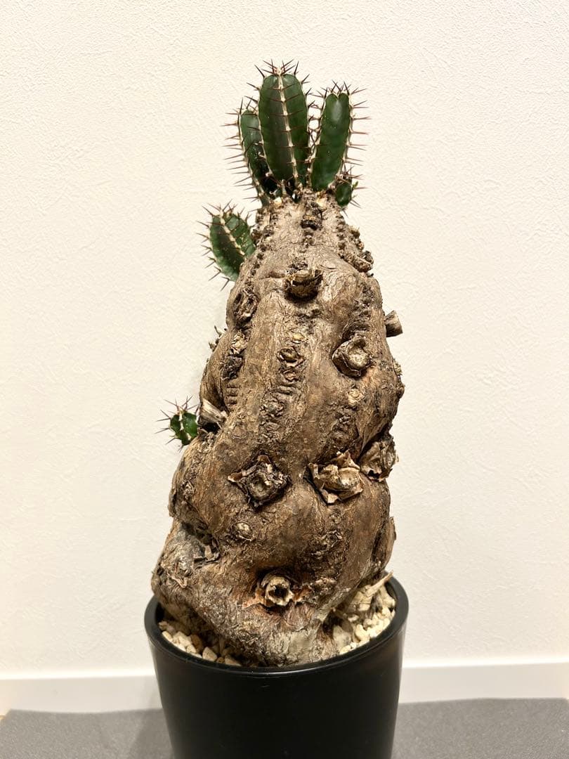 ユーフォルビア　ムランジーナ　発根済み